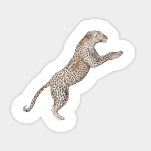 Leaping Leopard Sticker